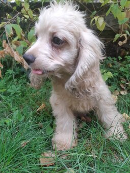 SPANIEL- FREUNDE AUFGEPASST - 5