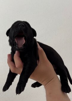 American Bandog / Bandog - 5