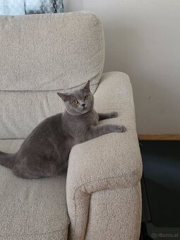 Bkh Katze - 5