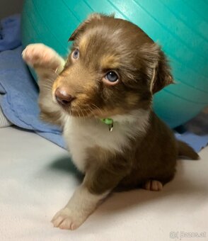 Australian shepherd welpen - 5