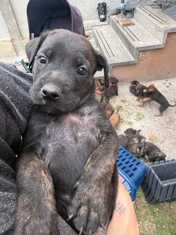 Welpen Malinois x Cane Corso - 5