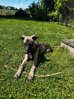 Windhund/Whippet mit PP - 5