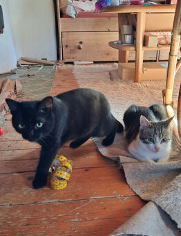 Wer möchte diese zwei süßen Katerchen adoptieren? - 5