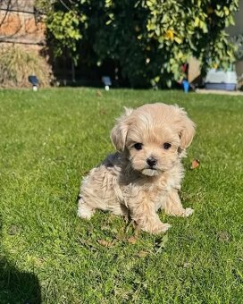 Maltipoo welpen - 5