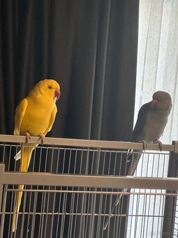 Halsbandsittiche Zuchtpaar – Gelb/Grau – mit Käfig, Zu - 5