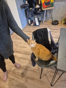 Kater - 5