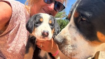 Großer Schweizer Sennenhund puppies - 5