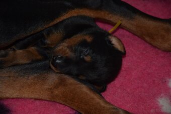 Dobermann - spitzen Welpen mit FCI Ahnentafel - 5