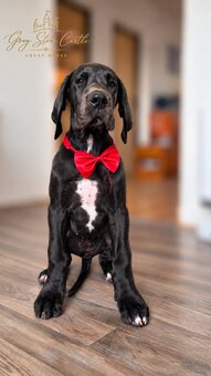 Deutsche Dogge mit Stammbaum - 5