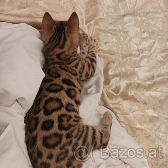 Bengal Kitten suchen 5Sterne zu Hause - 5