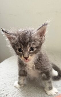 Maincoon - 5