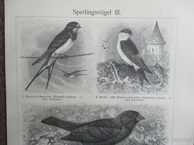 Sperlingsvögel histoischer Druck, Holzstich, ca. 1905 - 5