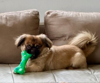 Malteser-Hündin, 6 Jahre alt - 5