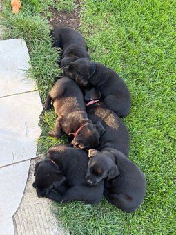 Reinrassig Labrador Welpen - 5