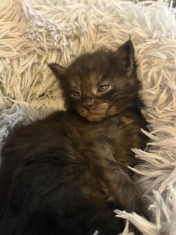 Maine Coon Kitten - 5