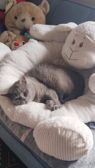 Britisch Kurzhaar Kitten - 5