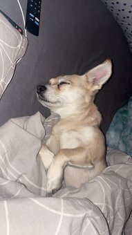 Hund zu verschenken - 5