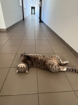 Britischmix Katze - 5