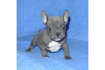 Französische Bulldoggen Welpen (Blue) suchen ein Zuhausegesu - 5