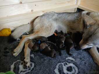 Tschechoslowakischer Wolfhund mit papiere - 5