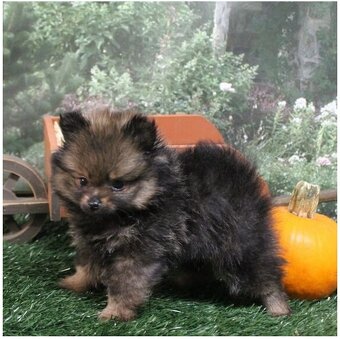 Pomeranian ZwergSpitz Teddy Welpen - 5