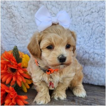 Maltipoo Welpen suchen liebevolles Zuhause - 5