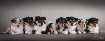 Collie Langhaar Welpen (FCI Stammbaum) - 5