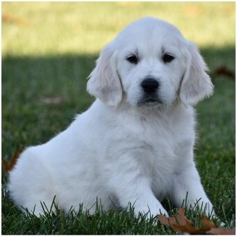 Golden Retriever Welpen suchen Ihre Familie  Welpen mit Ahne - 5