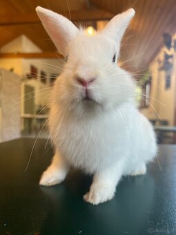 Kaninchen baby - 5