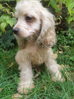 SPANIEL- FREUNDE AUFGEPASST - 5