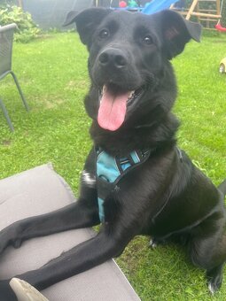 Labrador Mix hündin sucht ein neues Zuhause - 5