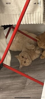 2 liebevolle Katzen suchen ein neues Zuhause 🐾 - 5
