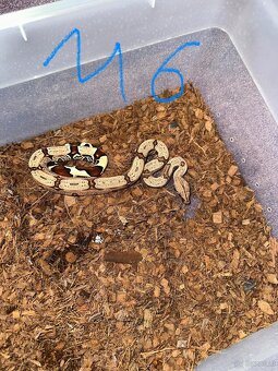 Boa constrictor Constrictor surinam - 5