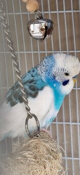 Wellensittich und Nymphensittich - 5