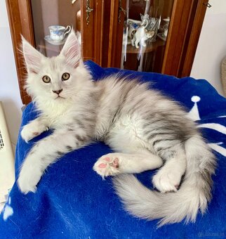 Wunderschönes Maine Coon Käterchen mit Stammbaum - 5