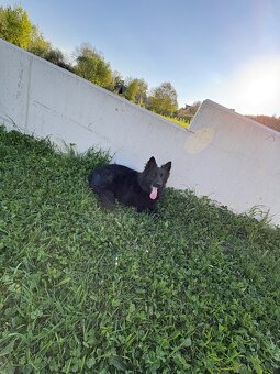 Alt Deutscher Schäferhund - 5