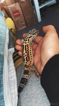 Leopardengecko Weiblich Giant und Normal - 5