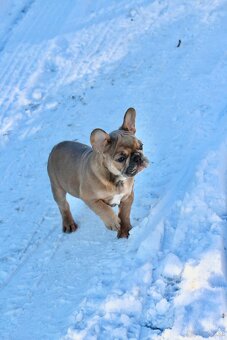 Französische Bulldogge mit Stammbaum - 5