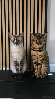 Bengal Katze - 5