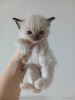 Ragdoll kitten - 5