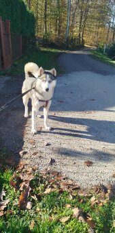 Für alle, die einem Hund ein liebevolles Zuhause schenken mö - 5