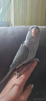 Halsbandsittiche - 5