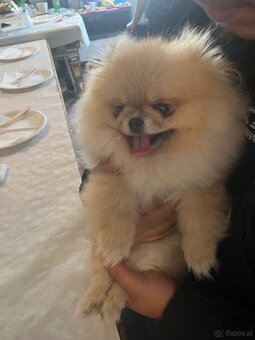 Pomeranian - 5