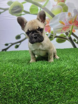 Französische Bulldoggen - 5