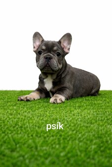 Französischen Bulldog - 5