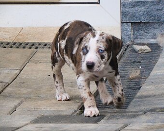 Louisiana Leopard Dog mit Stammbaum - 5