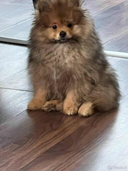 Pomeranian - 5