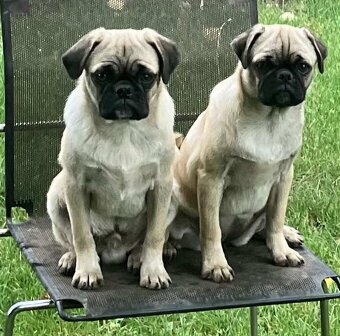 Mops Welpen - 5