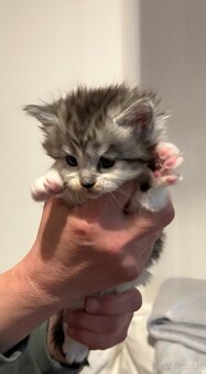 Baby Maine Coon - 5