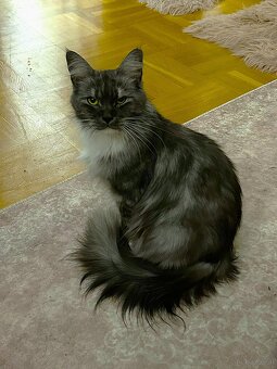 Baby Maine Coon - 5
